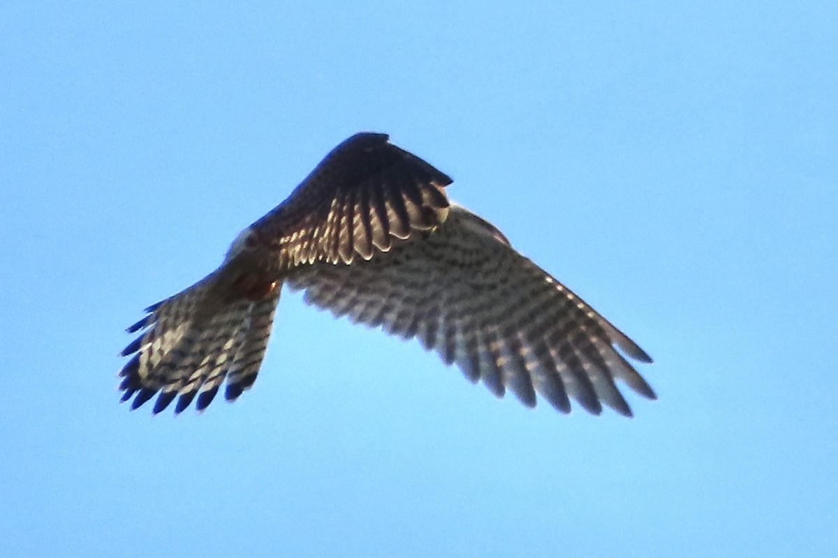 tårnfalk - ML644472212