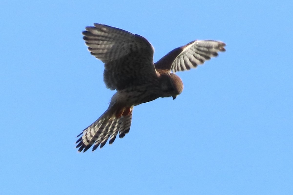 tårnfalk - ML644472213