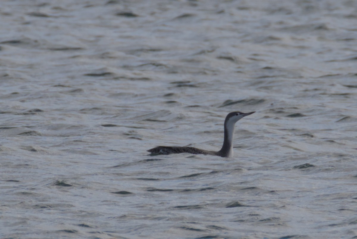 צוללן אדום-גרון - ML644472217