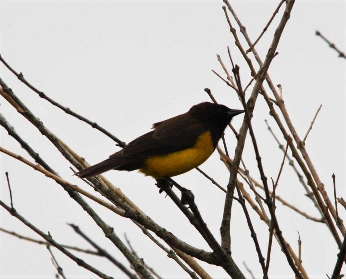 Yellow-rumped Marshbird - ML644472229