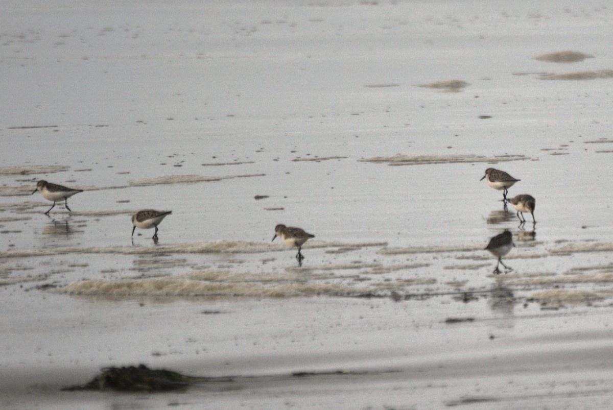 アメリカヒバリシギ - ML644472236