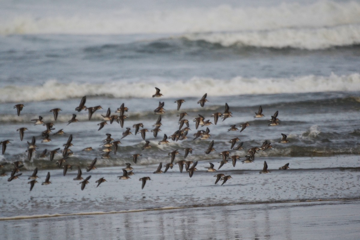 アメリカヒバリシギ - ML644472239