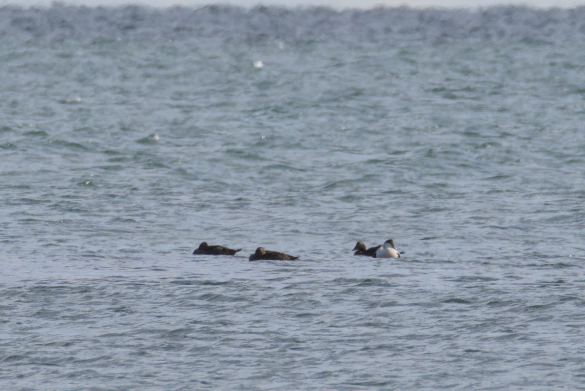 Common Eider - ML644472240