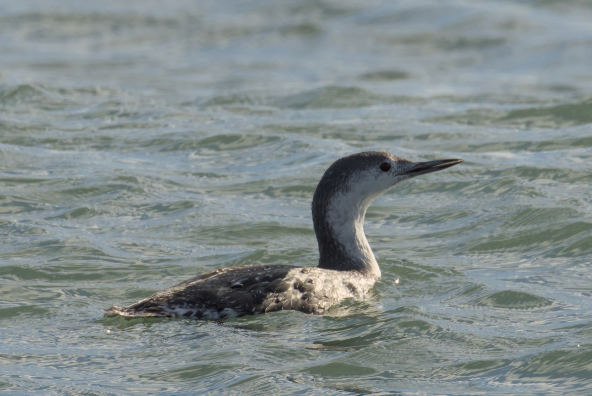 צוללן אדום-גרון - ML644472243