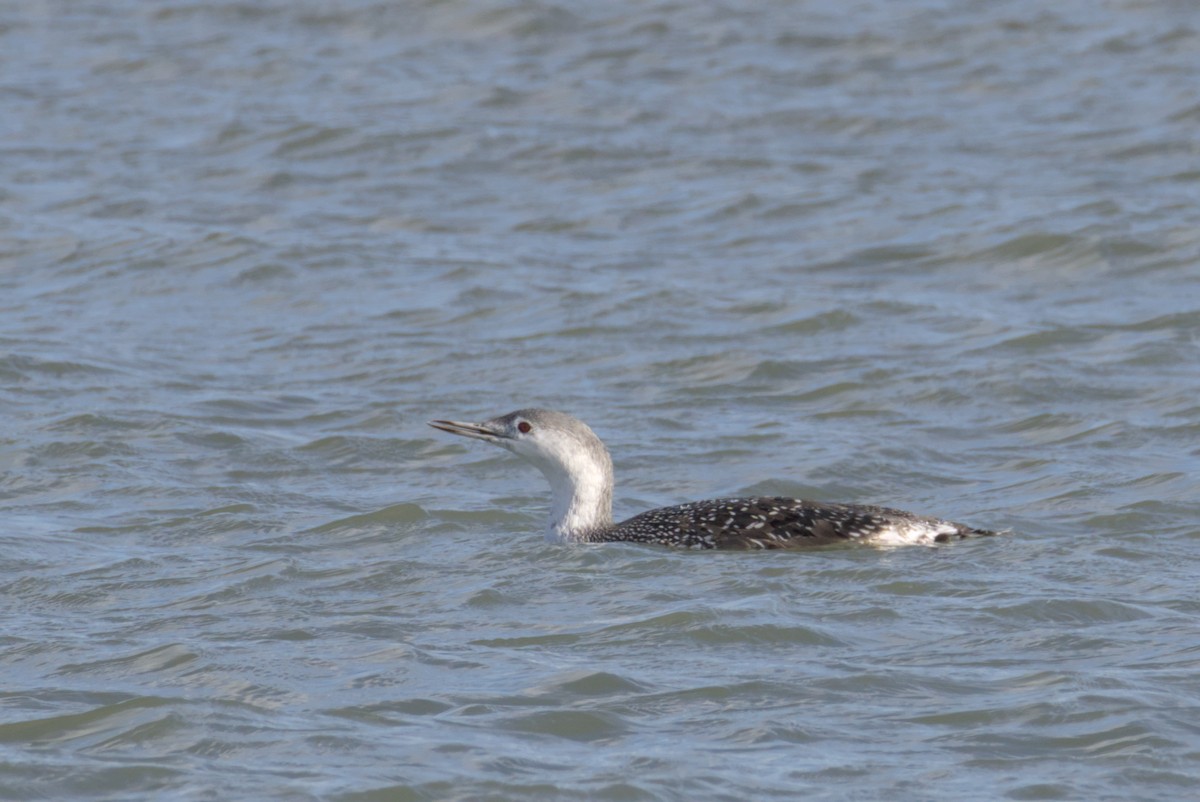 צוללן אדום-גרון - ML644472244