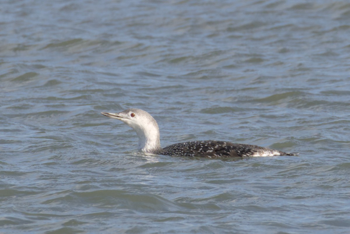 צוללן אדום-גרון - ML644472245