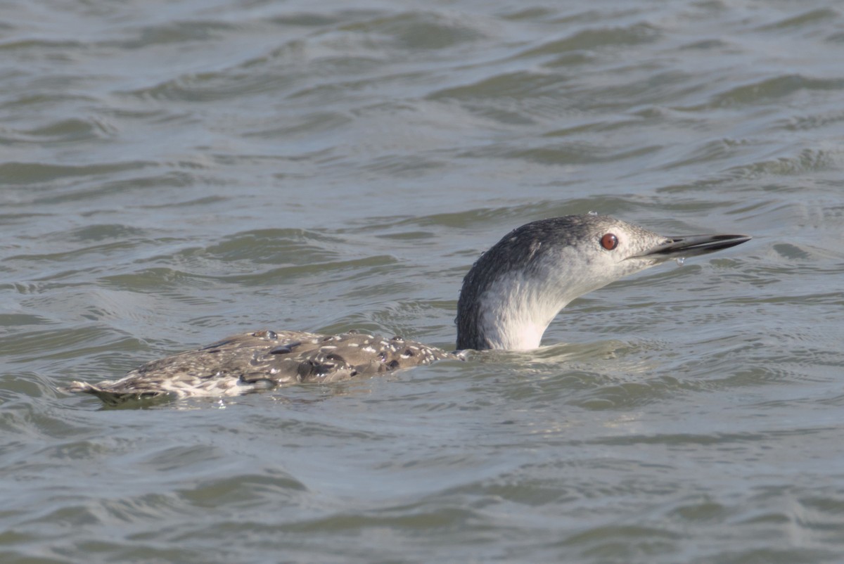 צוללן אדום-גרון - ML644472246