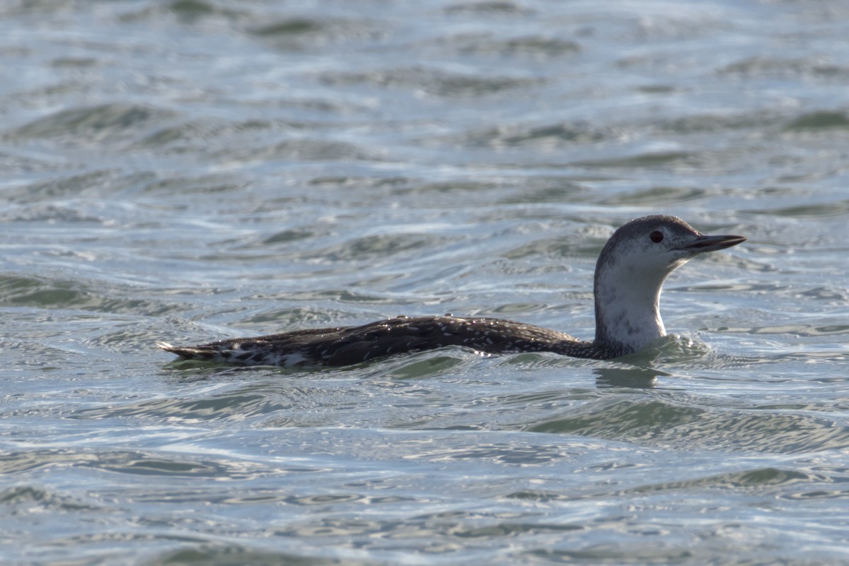 צוללן אדום-גרון - ML644472247