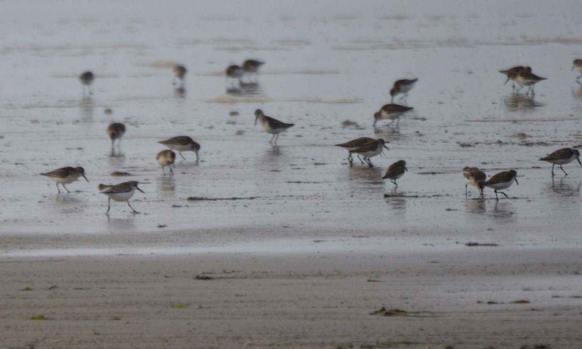 アメリカヒバリシギ - ML644472249