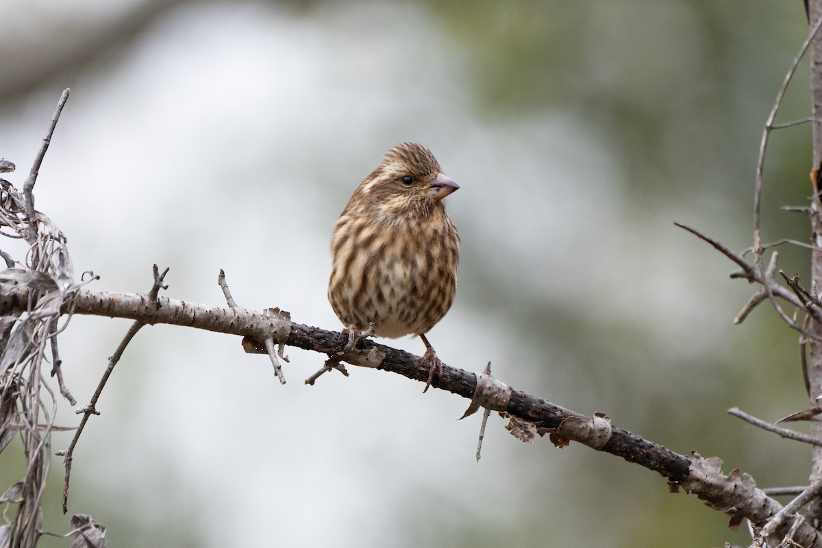 purpurfink - ML644472264