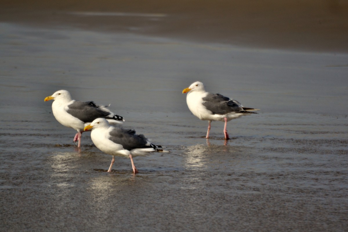 Western Gull - ML644472265