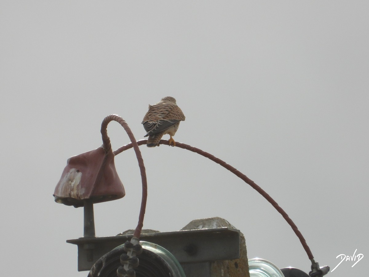 tårnfalk - ML644472266