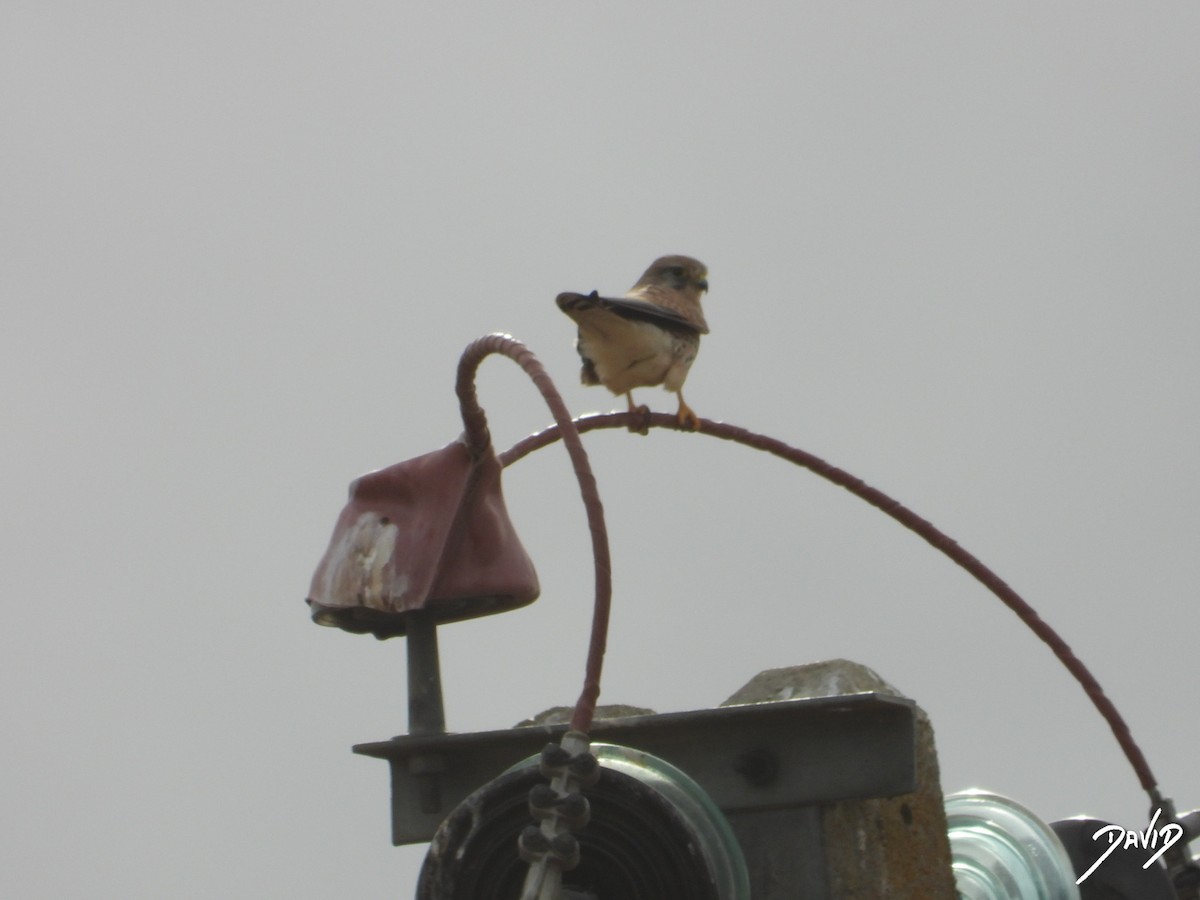 tårnfalk - ML644472267