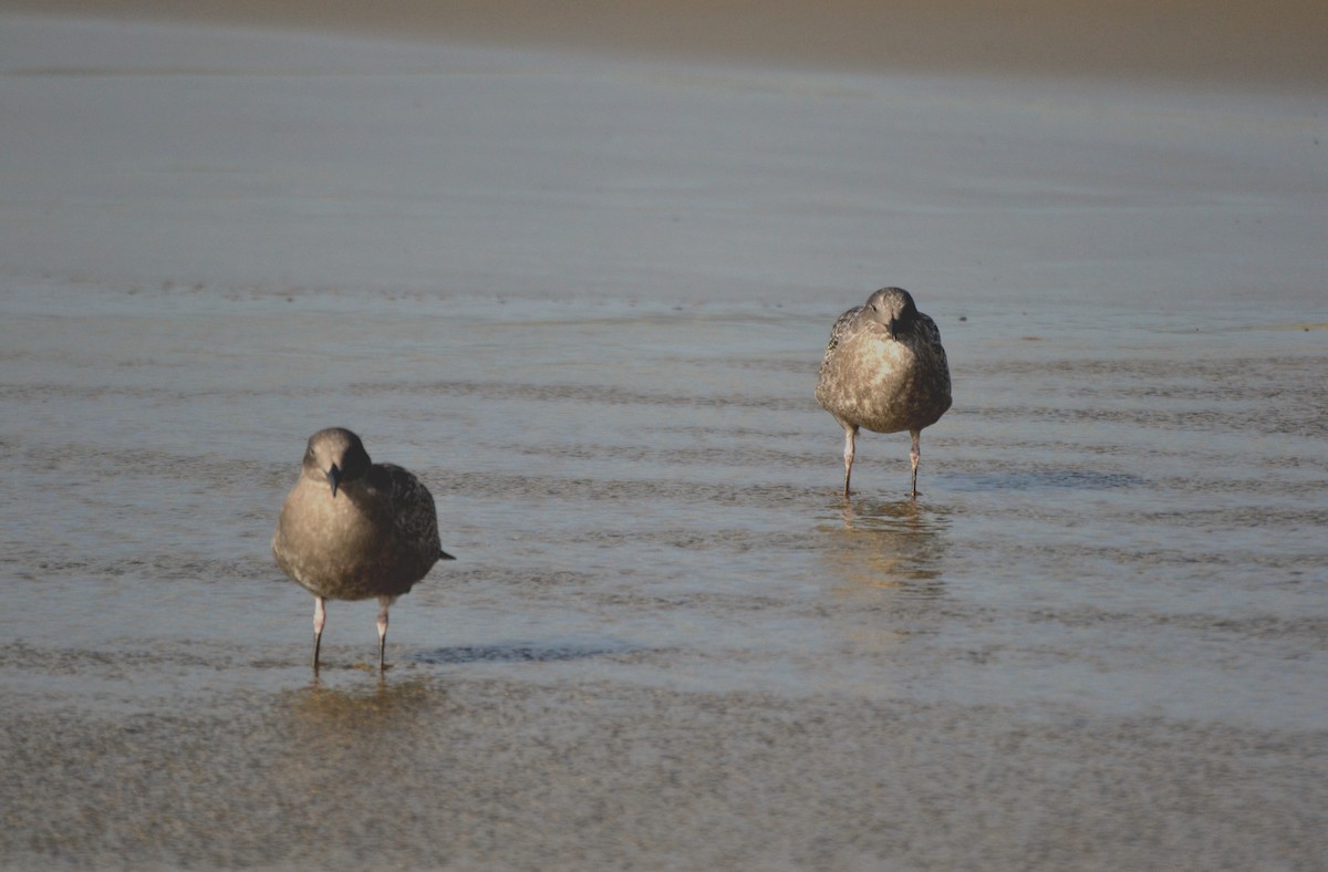 Серокрылая чайка - ML644472268