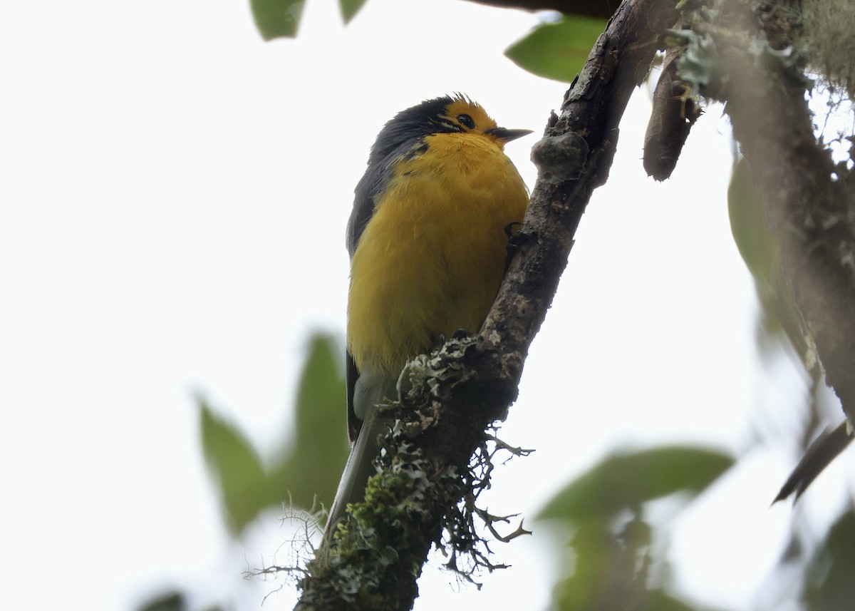 gulpannehvitstjert - ML644472270