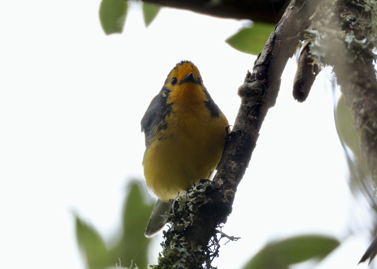 gulpannehvitstjert - ML644472274