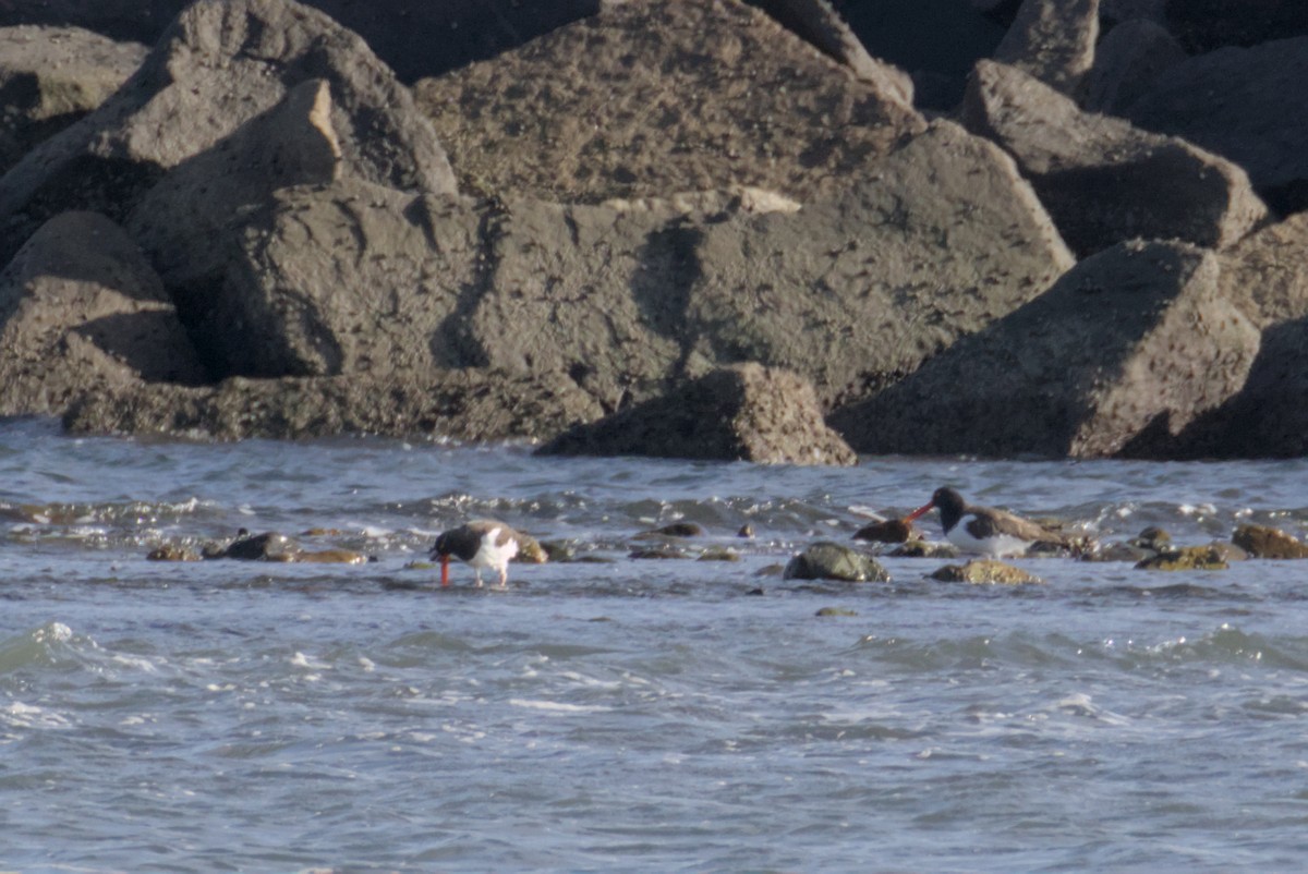 Ostrero Pío Americano - ML644472276