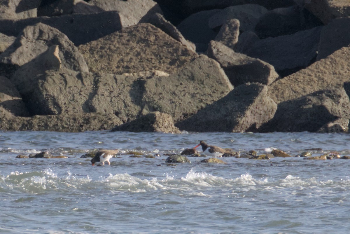 Ostrero Pío Americano - ML644472277