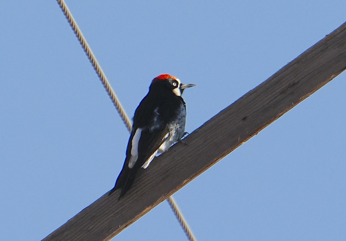 Acorn Woodpecker - ML644472279