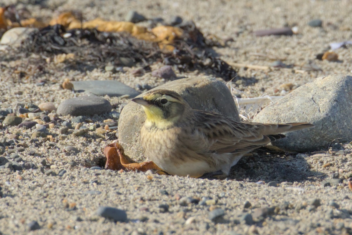 Horned Lark - ML644472282