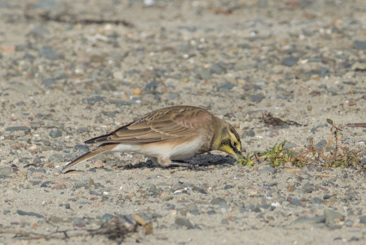 Horned Lark - ML644472283