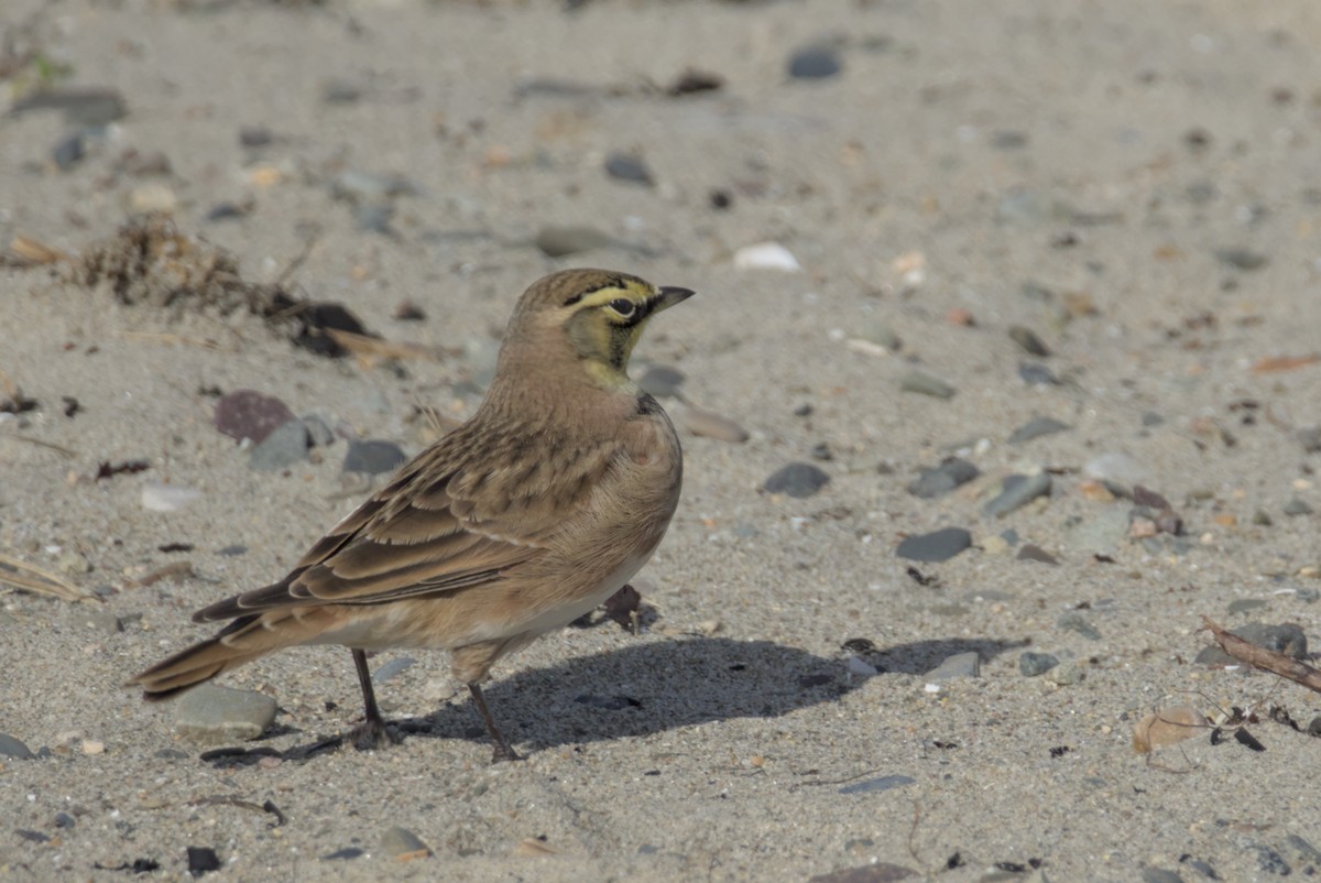 Horned Lark - ML644472284