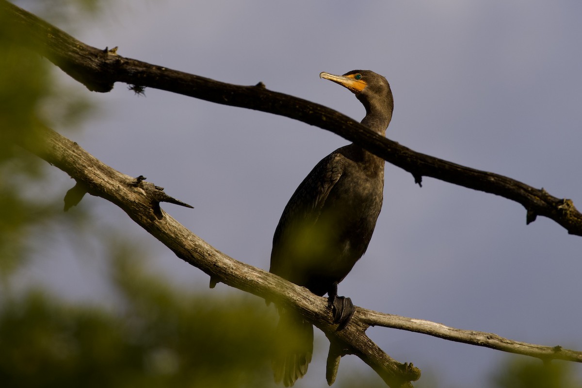 Double-crested Cormorant - ML644472292