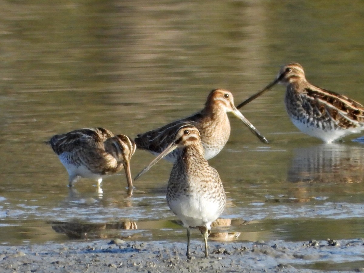 enkeltbekkasin - ML644472294