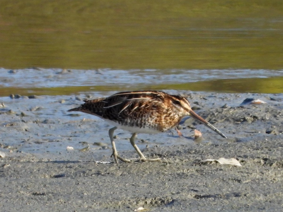 enkeltbekkasin - ML644472297