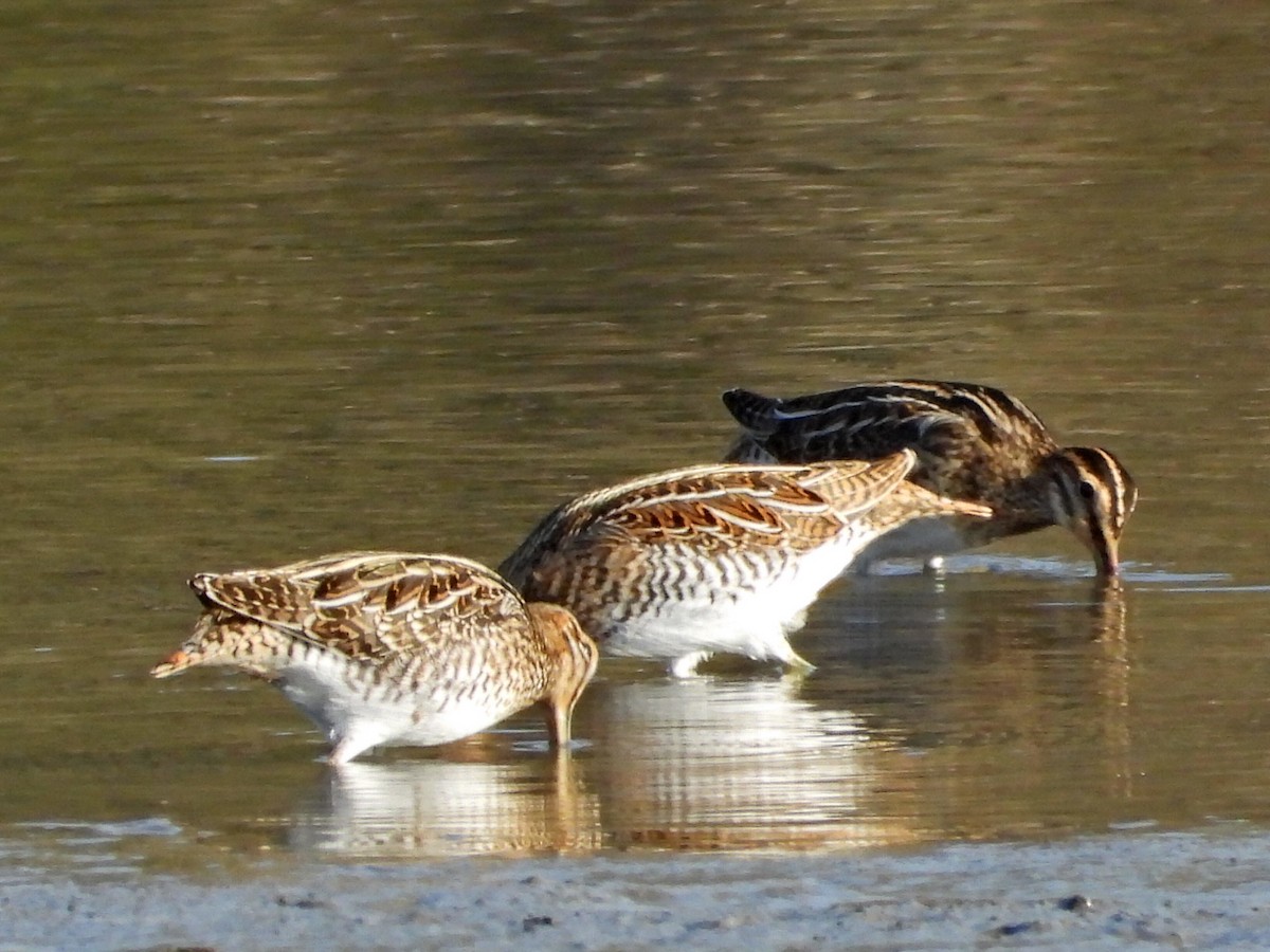 enkeltbekkasin - ML644472298