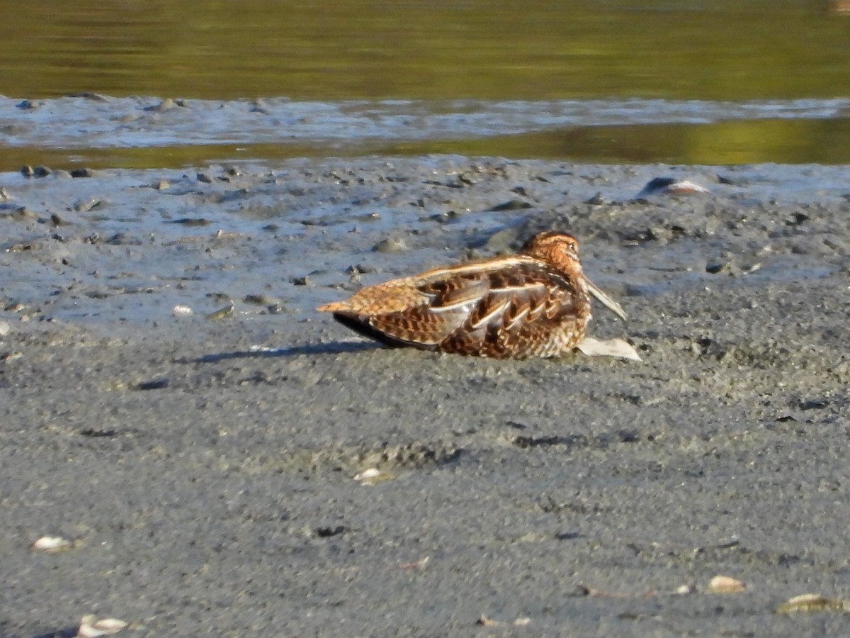 enkeltbekkasin - ML644472299