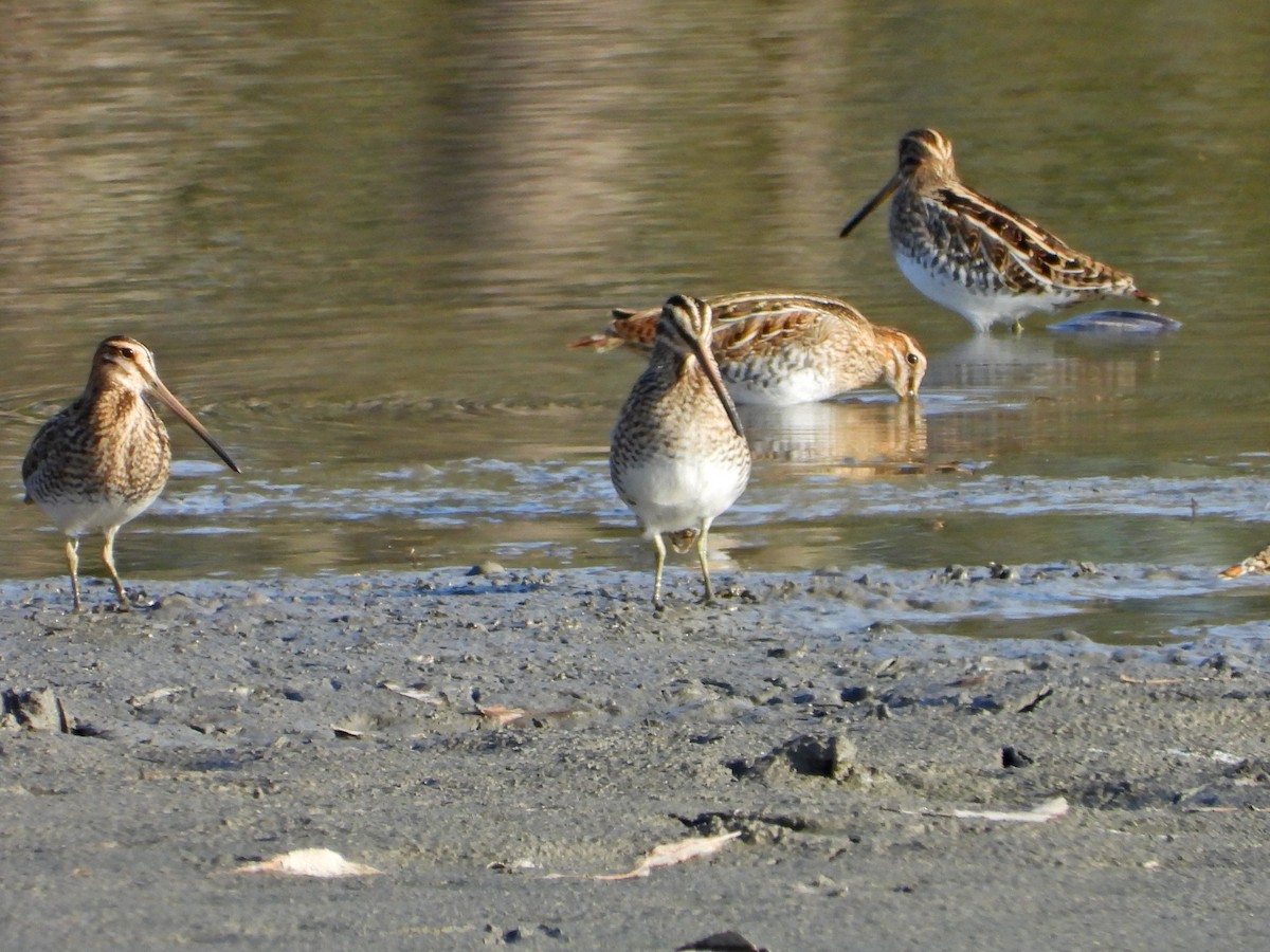 enkeltbekkasin - ML644472300