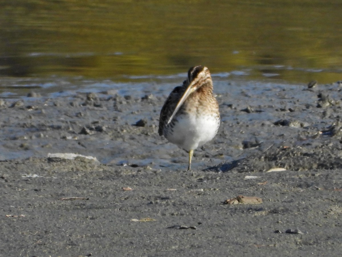 enkeltbekkasin - ML644472301