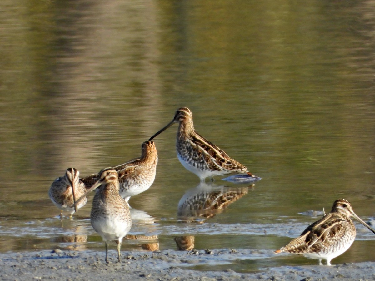 enkeltbekkasin - ML644472302