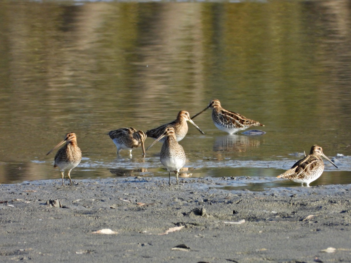 enkeltbekkasin - ML644472303