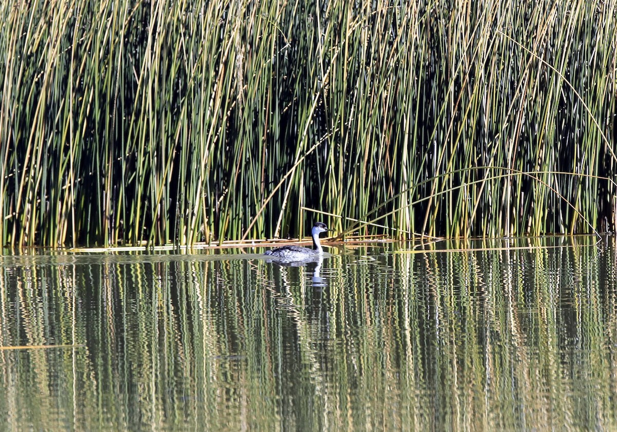 クビナガカイツブリ - ML644472308