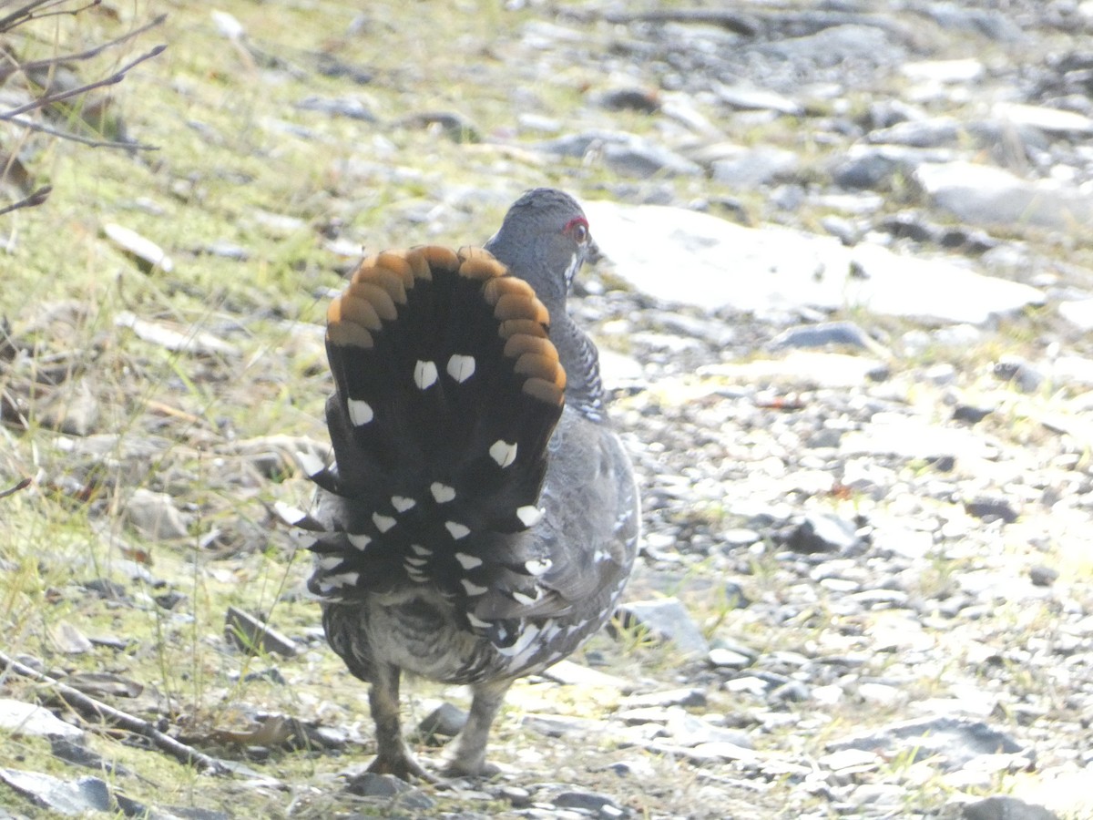 Gallo Canadiense - ML644472309