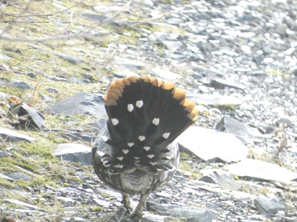 Gallo Canadiense - ML644472310