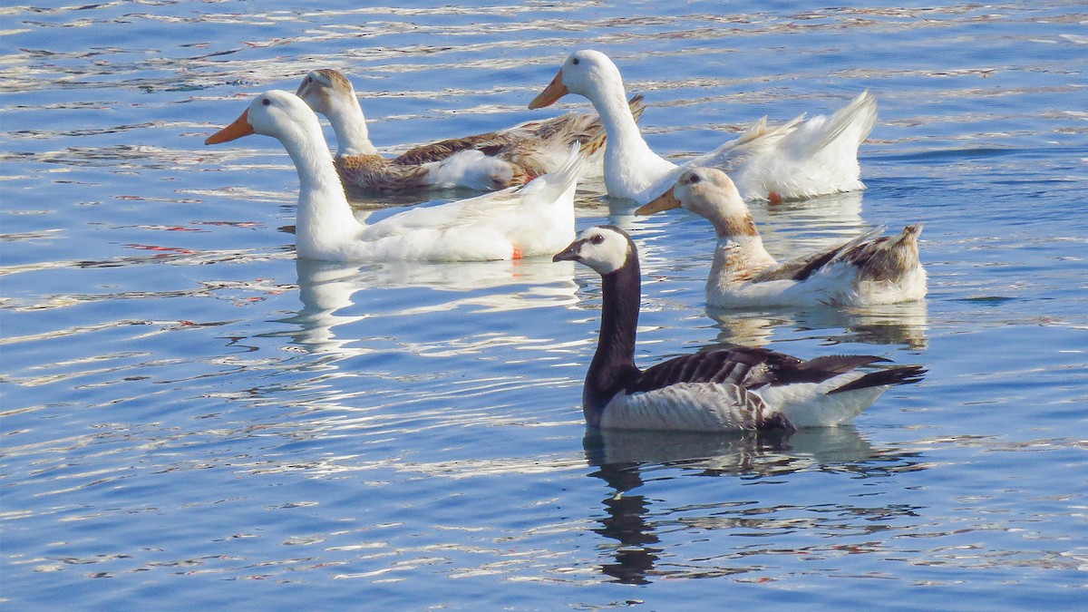 Barnacle Goose - ML644472315