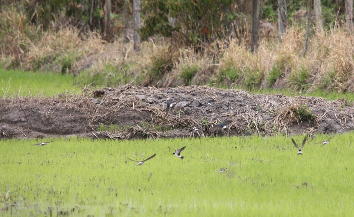 Weißbürzelschwalbe - ML644472317