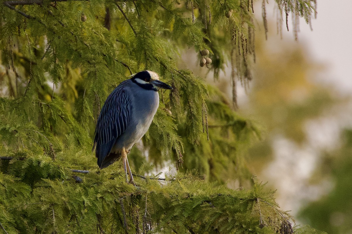 Yellow-crowned Night Heron - ML644472321