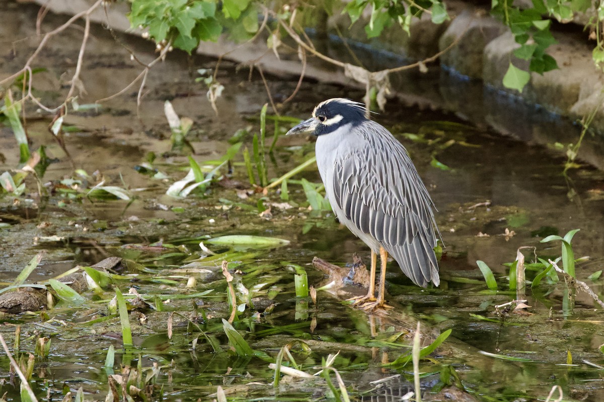 Yellow-crowned Night Heron - ML644472322