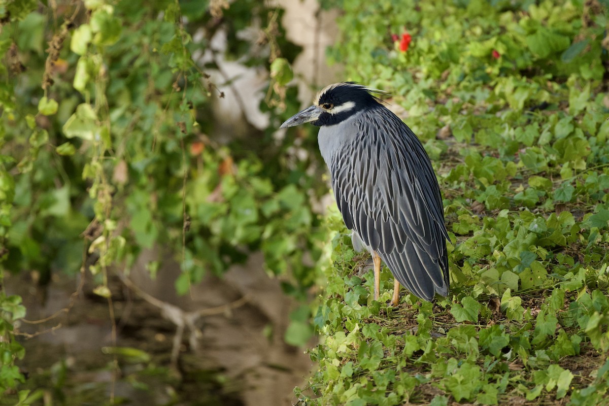Yellow-crowned Night Heron - ML644472323
