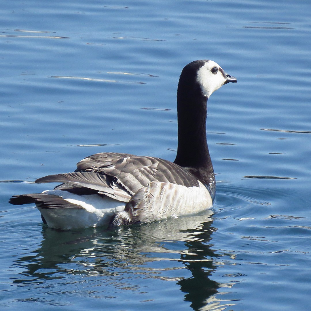 Barnacle Goose - ML644472324