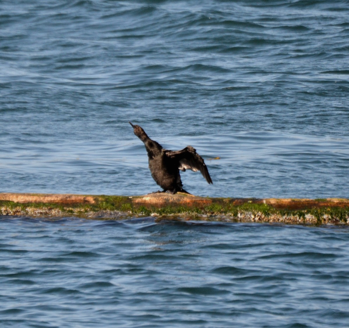 Double-crested Cormorant - ML644472340