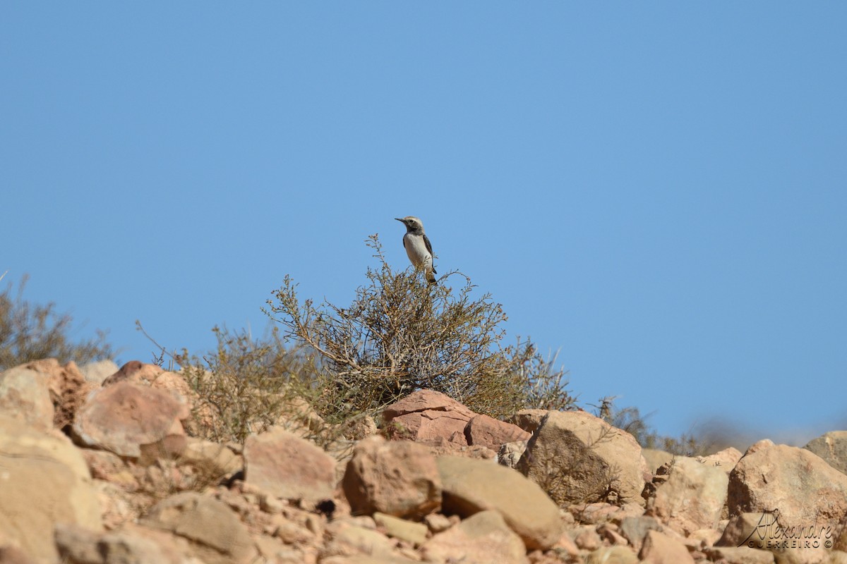 Mourning Wheatear (Maghreb) - ML644472346
