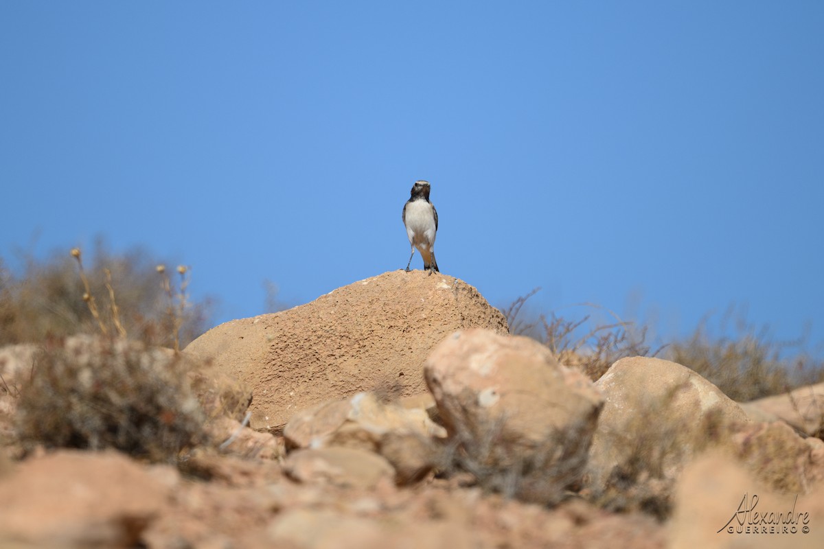 Mourning Wheatear (Maghreb) - ML644472347