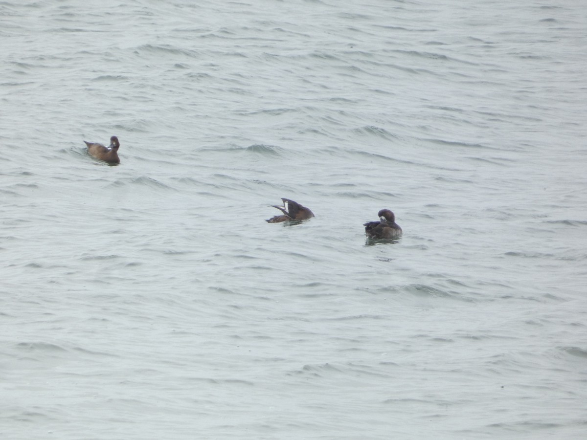 Тэнгисийн шумбуур - ML644472348