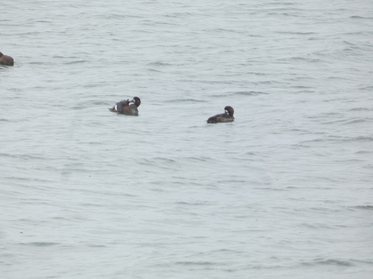 Тэнгисийн шумбуур - ML644472349