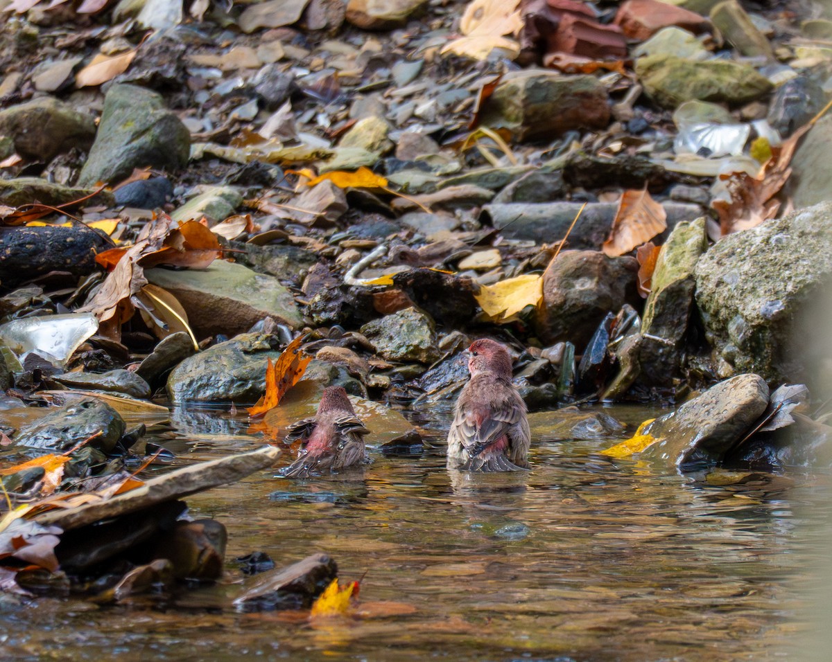 メキシコマシコ - ML644472350